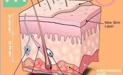 Cách lựa chọn sữa rửa mặt đúng cách cau-truc-da