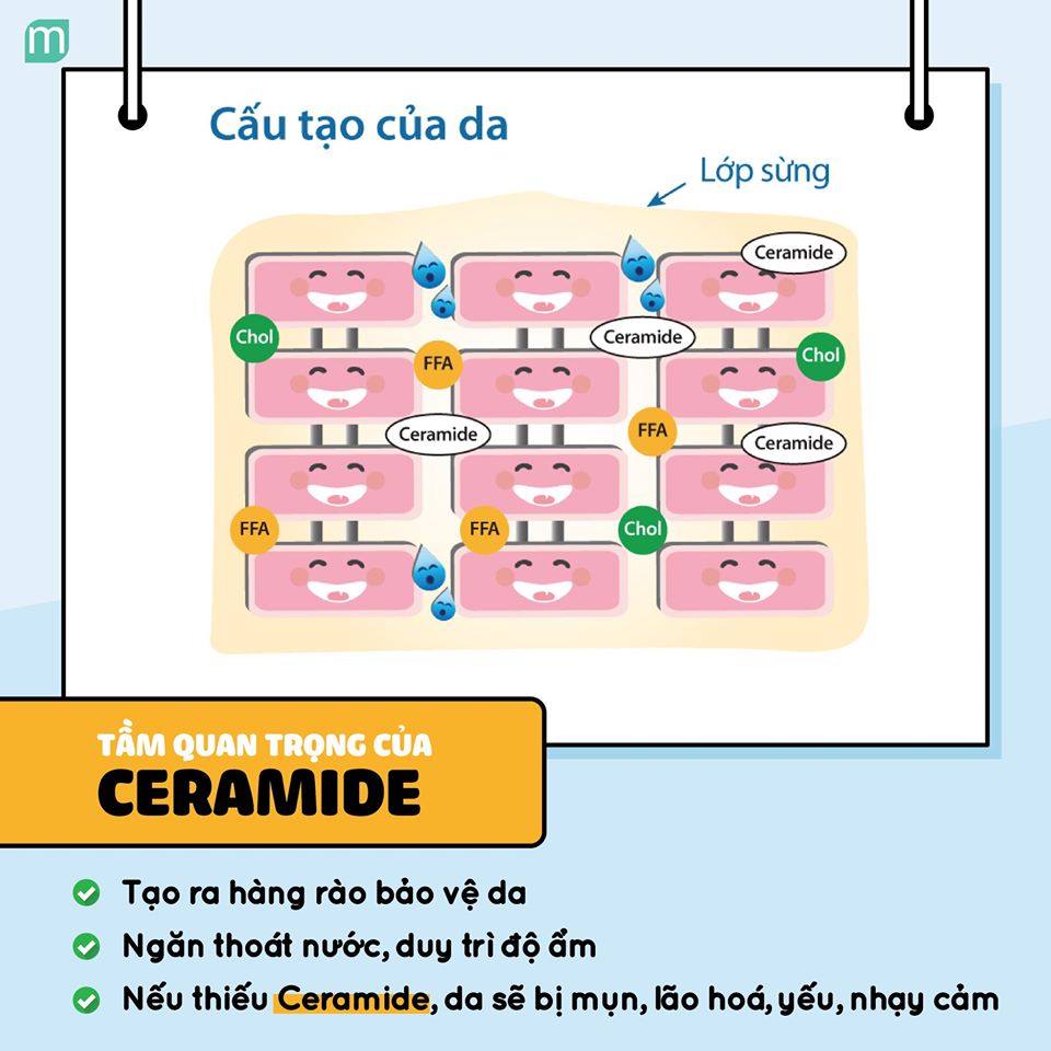 tim-hieu-ve-hoat-chat-duong-da-hang-dau-ceramide
