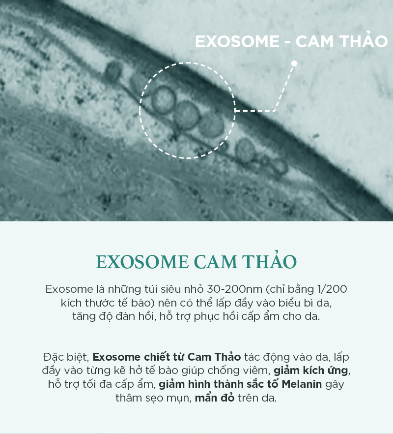 Kem Dưỡng Cam Thảo I'm From Licorice Calming Cream 50ml